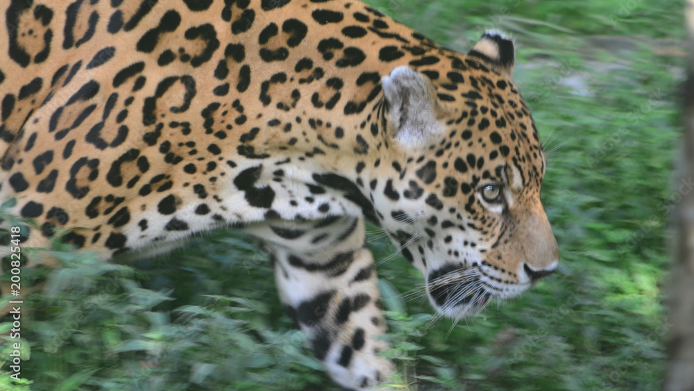 A Jaguar in the Amazon rain forest. Iquitos, Peru A Jaguar in the Amazon rain forest. Iquitos, Peru