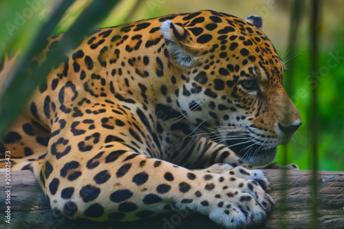 A Jaguar in the Amazon rain forest. Iquitos  Peru