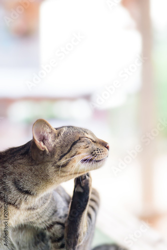 Fototapeta Naklejka Na Ścianę i Meble -  The cat is scratching itselt, cute animal and pet at home