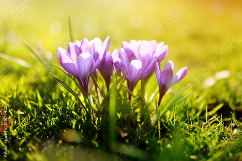 Wonderful blooming crocus flowers with sunny background © Maria Sbytova