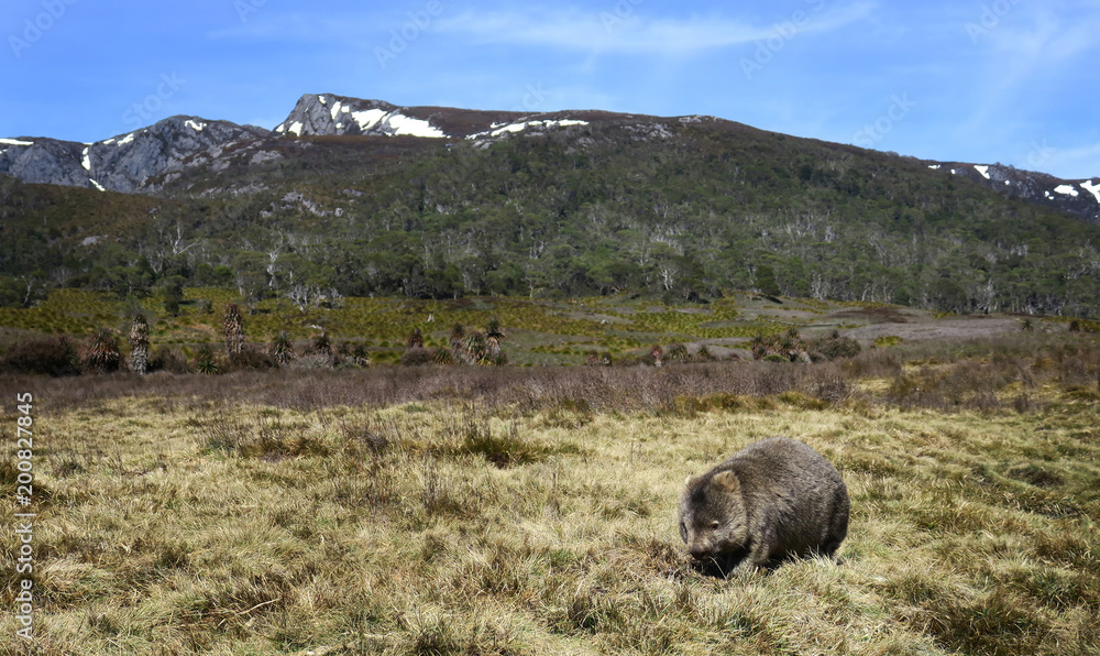 Fototapeta premium Wombat of Cradle Mountain.