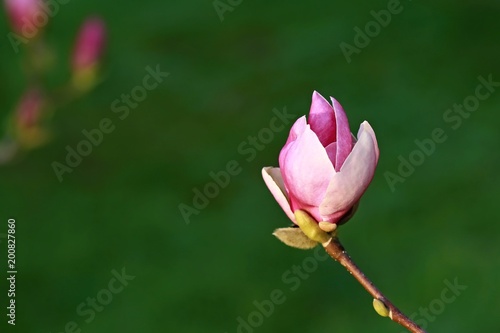 Beautiful bright fresh pink flower bud of magnolia growing in a park  dark green blurry backgroud  decorative  isolated