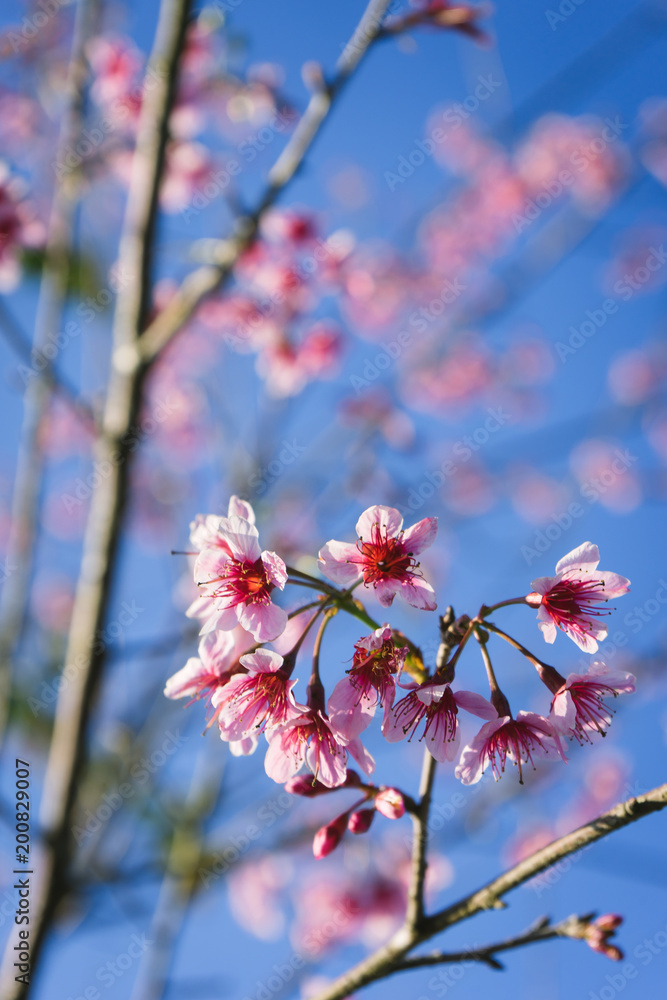 Close up of cherry blossom flowers with blue sky. Close up of cherry blossom flowers with blue sky.