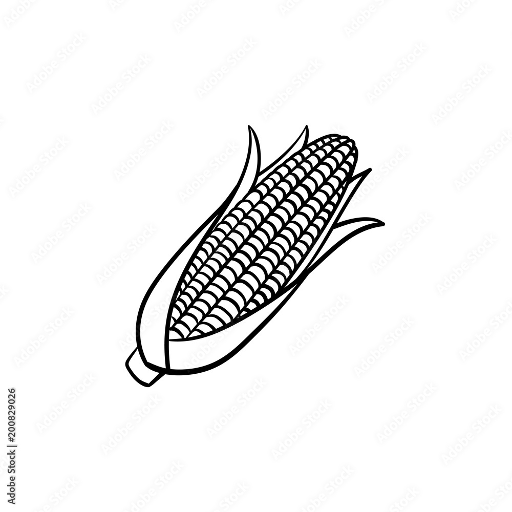 Corn cob vector hand drawn outline doodle icon. Ears of sweet corn