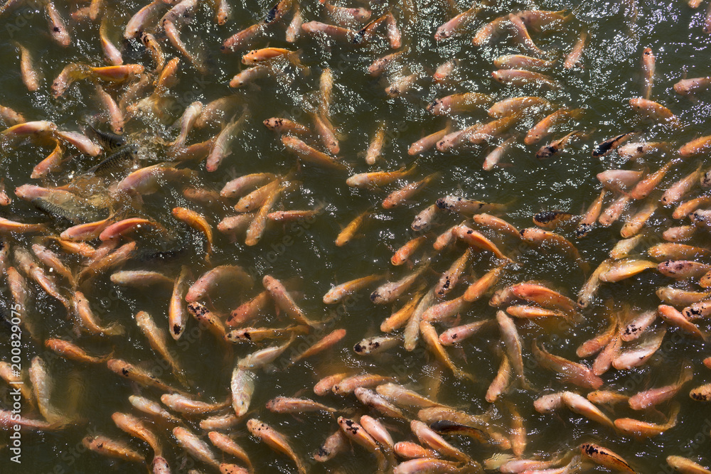 A lot of red nile tilapia fish in the pond. A lot of red nile tilapia fish in the pond.