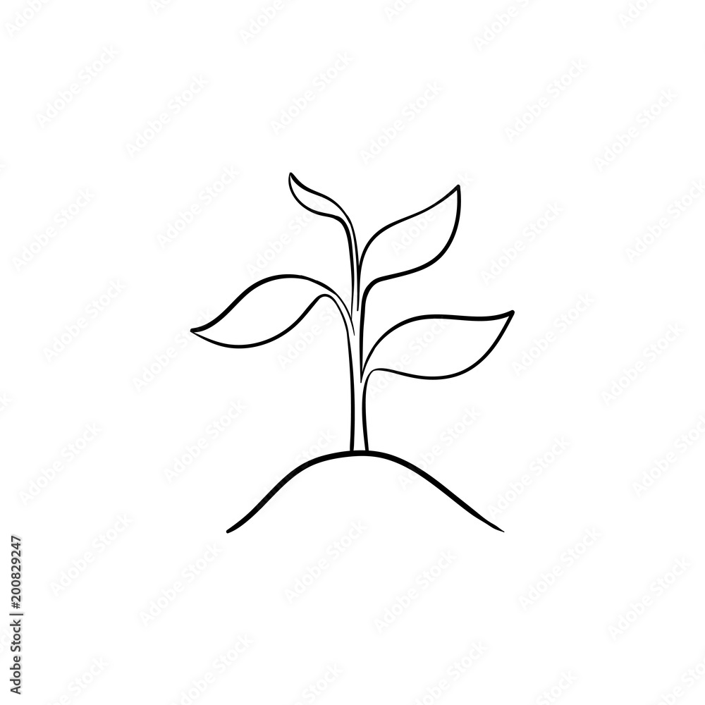 Sprout of plant hand drawn outline doodle icon. Growing plant with leaves vector sketch illustration for print, web, mobile and infographics isolated on white background. Sprout of plant hand drawn outline doodle icon. Growing plant with leaves vector sketch illustration for print, web, mobile and infographics isolated on white background.