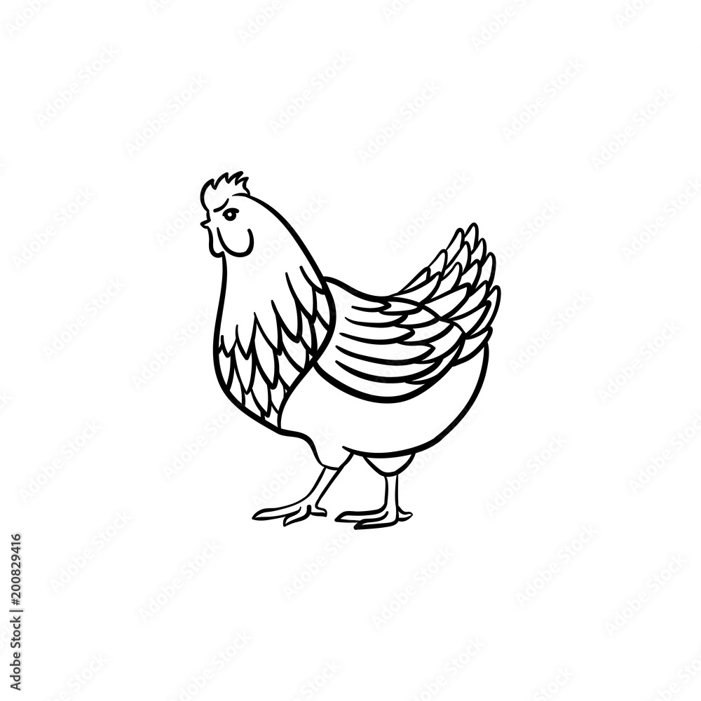 Fototapeta premium Chicken hand drawn outline doodle icon. Cockerel vector sketch illustration for print, web, mobile and infographics isolated on white background.
