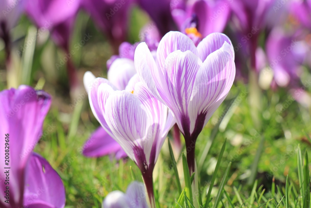 Crocuses on a field Crocuses on a field