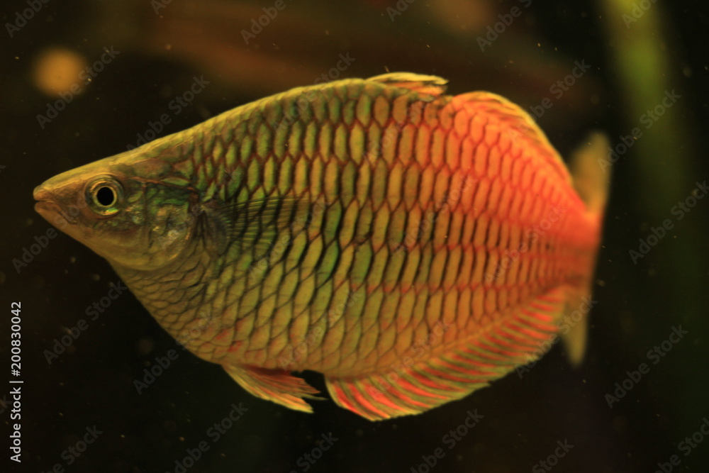 Fototapeta premium honey gourami fish