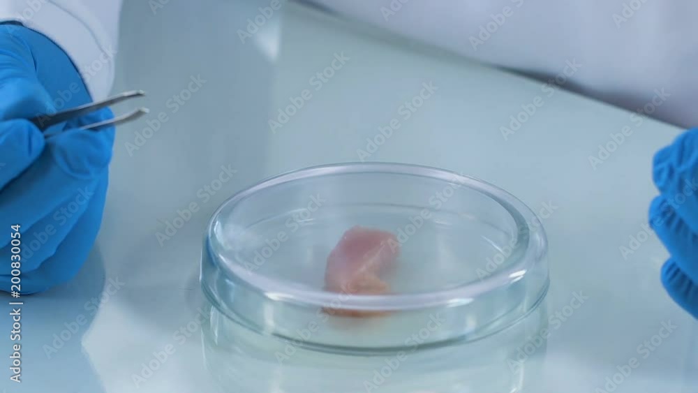 Medical analyst placing meat to petri dish, observation of spoilage process Medical analyst placing meat to petri dish, observation of spoilage process