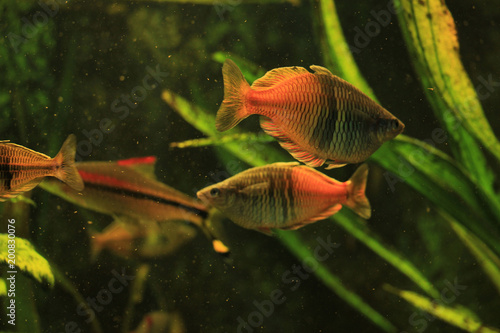 Tropical Gourami fishes