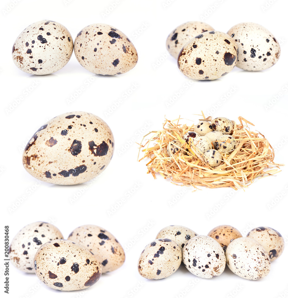 Obraz premium Quail eggs