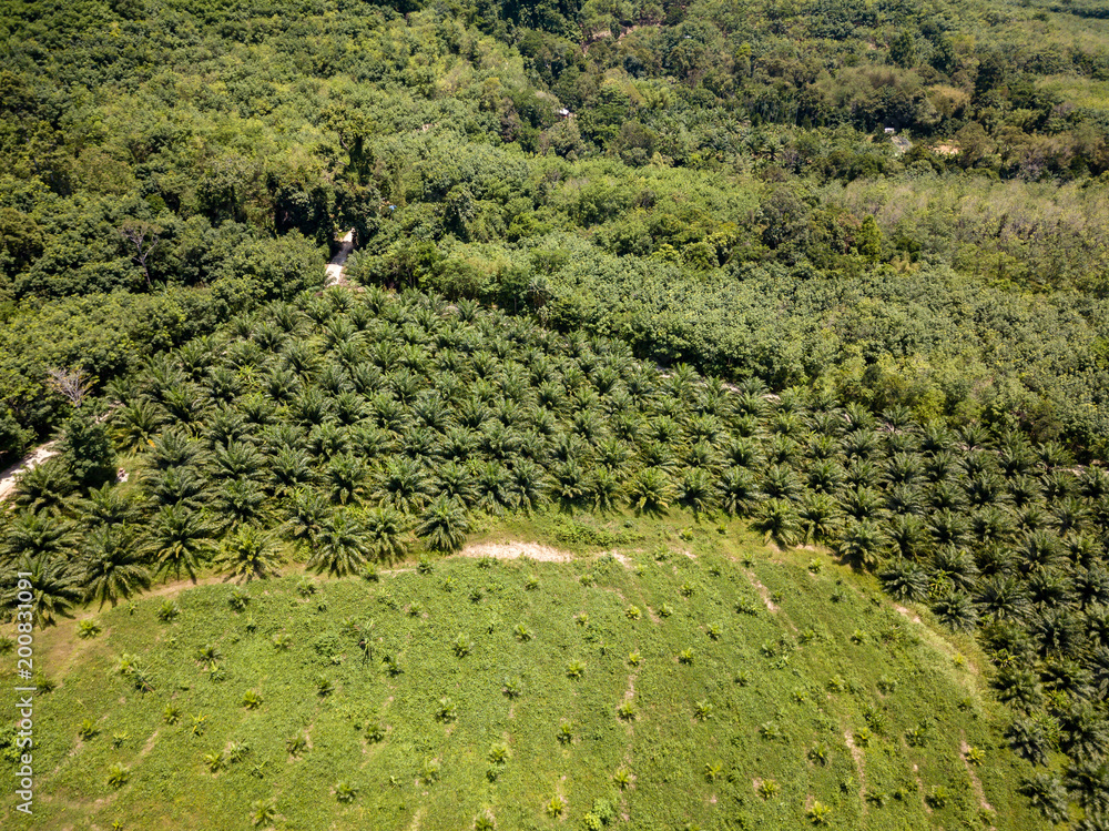 Aerial view of deforestation of a rain forest to make way for a palm oil plantation