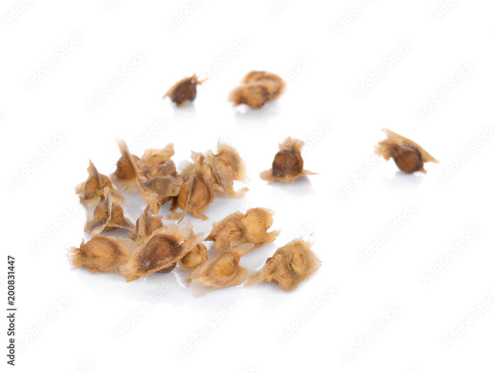 Moringa seeds. Isolated on white background. Moringa seeds. Isolated on white background.