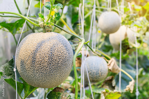 Melon on the vine in garden. photo