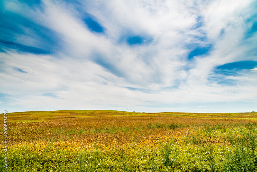 Farm field Farm field