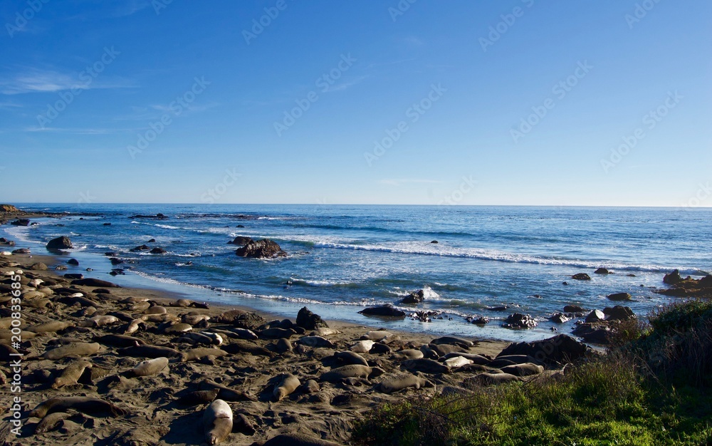 Sea Lions at Monterey Bay, California - USA