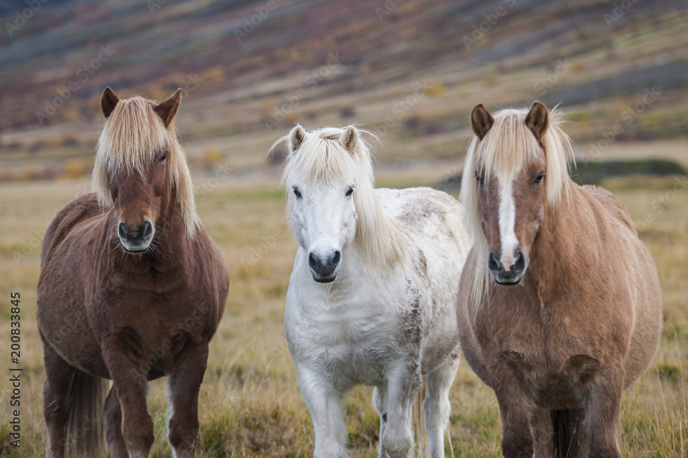 Portrait of three Icelandic horses standing in a field Portrait of three Icelandic horses standing in a field