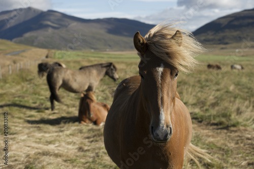 Closeup of brown Icelandic horse in a field