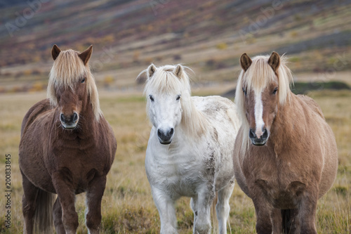 Fototapeta Naklejka Na Ścianę i Meble -  Portrait of three Icelandic horses standing in a field
