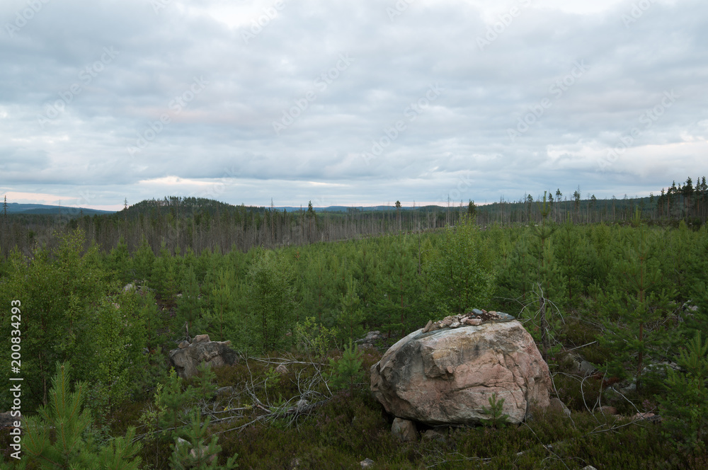 Rock among pine plants, burnt forest in the background. The location is dalarna, sweden. 