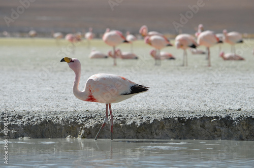 Flamingos on Laguna Hedionda, in the Reserva Nacional Eduardo Avaroa, Bolivia. photo