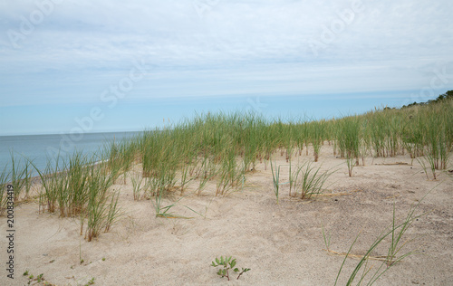 Grass growing in sandy beach, ocean in the background