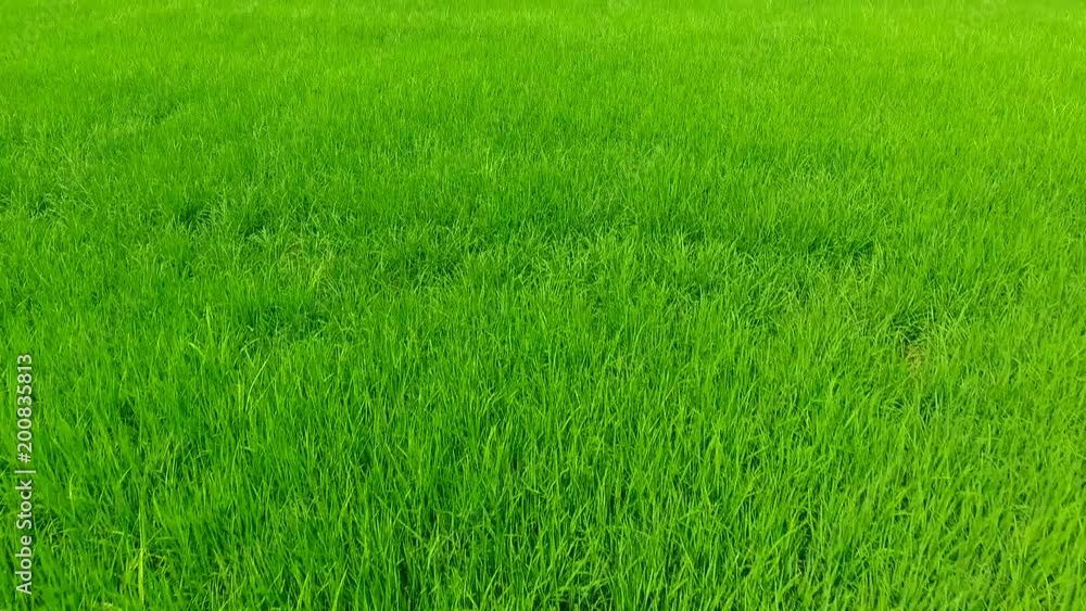 Aerial view of the green rice field pattern, over green rice sprouts Aerial view of the green rice field pattern, over green rice sprouts