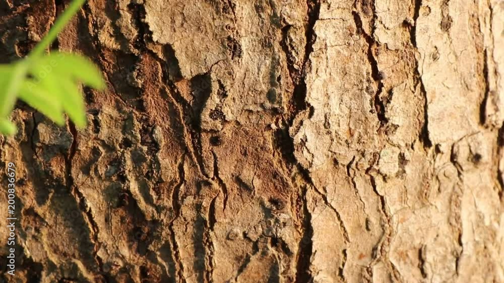 Red ants walk in a row on the bark of trees, with sunlight in the morning. Red ants walk in a row on the bark of trees, with sunlight in the morning.