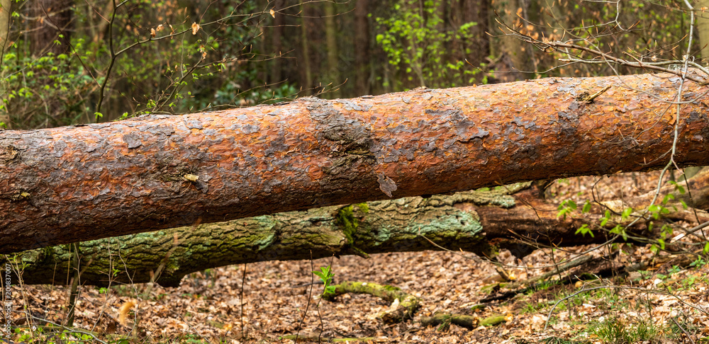Umgestürzter Baum auf einem Waldweg Umgestürzter Baum auf einem Waldweg