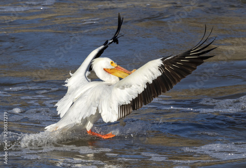 American white pelican (Pelecanus erythrorhynchos) landing on the river photo