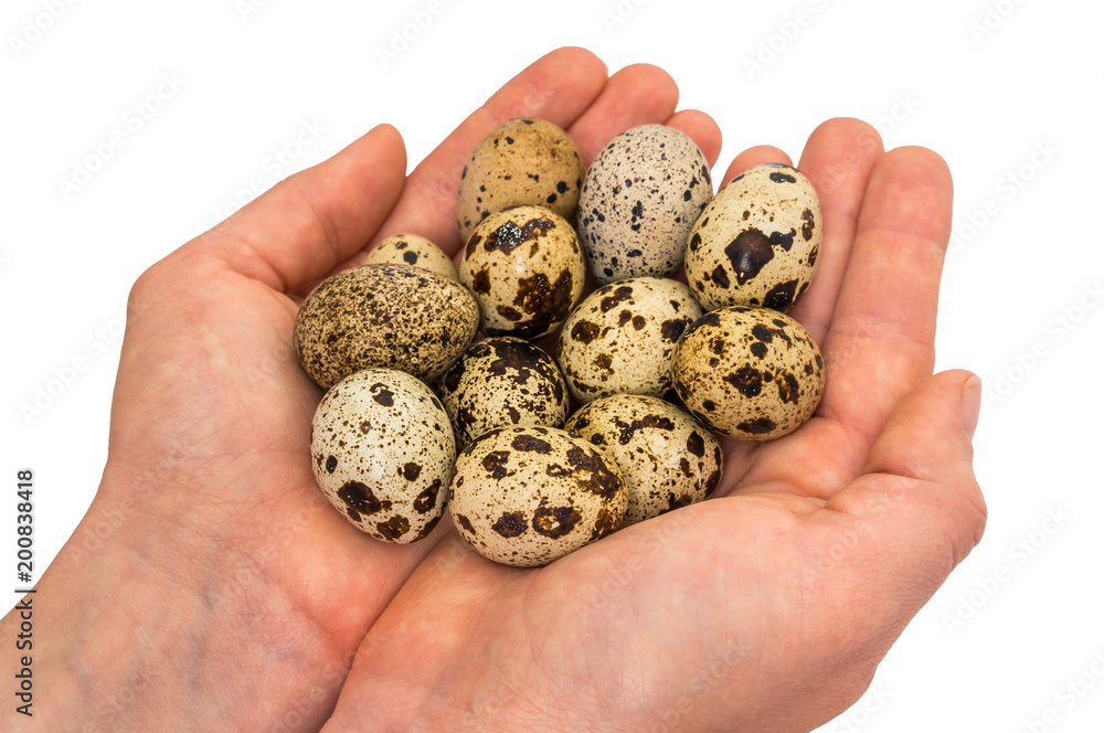 Quail eggs in female hands isolated on white background Quail eggs in female hands isolated on white background