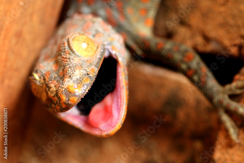 leopard gecko angry, open his mouth. it has big eye. the colour is grey and orange.