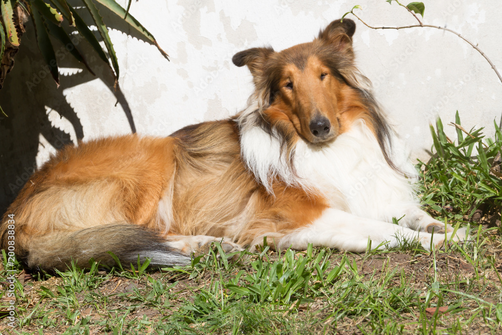 Photography Poster golden collie dog | Wall Art | Abposters.com
