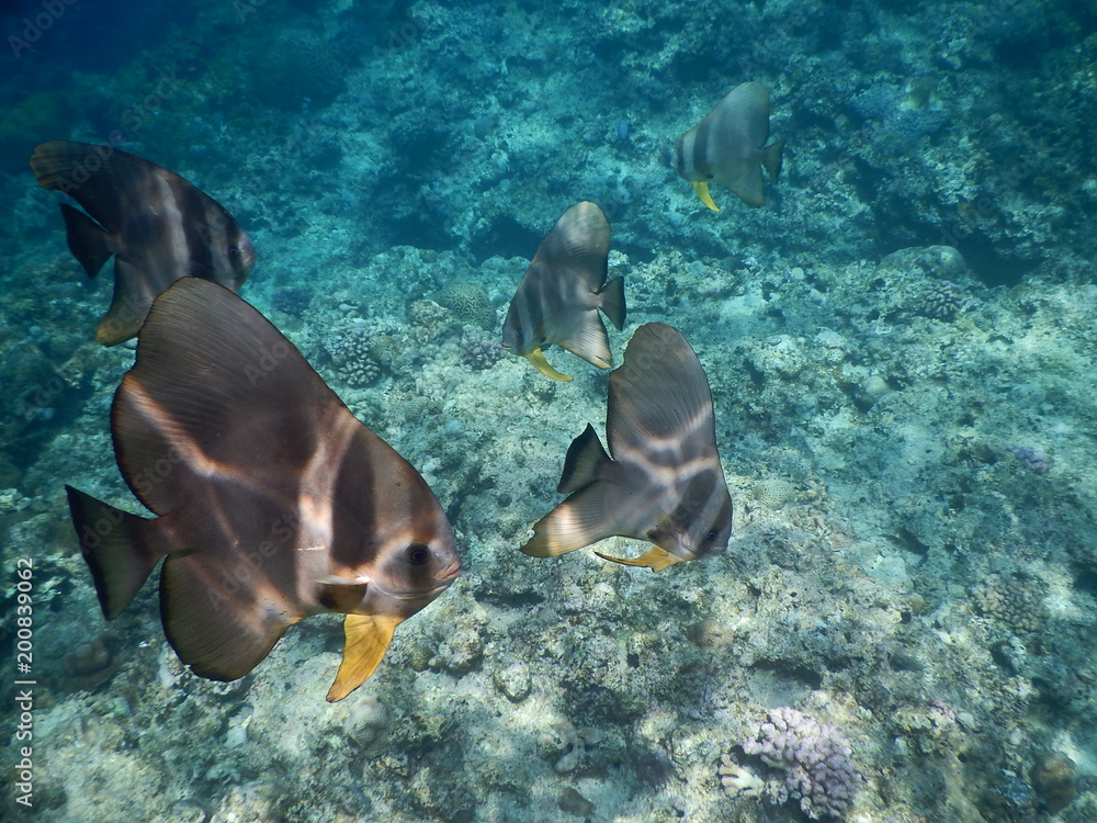 沖縄本島真栄田岬のツバメウオ 熱帯魚 の大群 Stock 写真 Adobe Stock