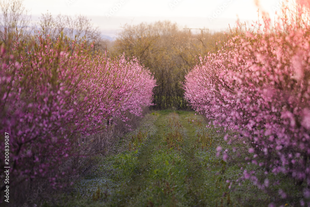 Beautiful flowered field of cherry with sunflare Beautiful flowered field of cherry with sunflare