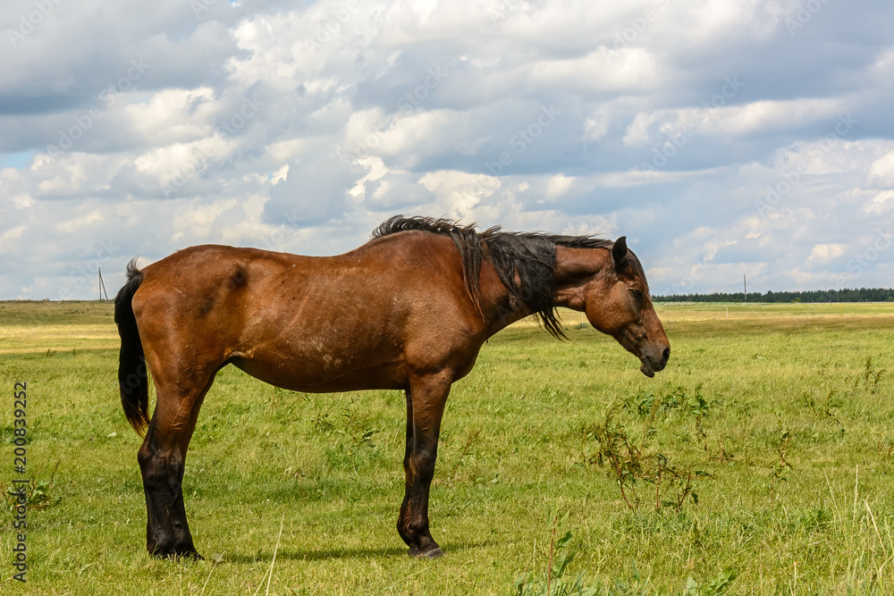 a thoughtful horse stands on a green field in summer