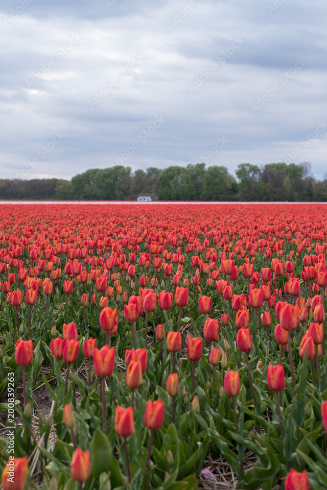 Colourful tulip fields, Netherlands