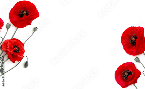 Frame of flowers red poppies (Papaver rhoeas, common names: corn poppy, corn rose, field poppy, red weed) on a white background with space for text. Top view, flat lay.