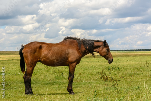 a thoughtful horse stands on a green field in summer