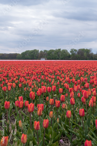 Wallpaper Mural Colourful tulip fields, Netherlands Torontodigital.ca