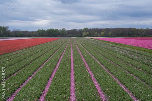 Colourful tulip fields, Netherlands