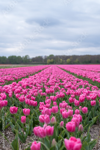 Colourful tulip fields, Netherlands