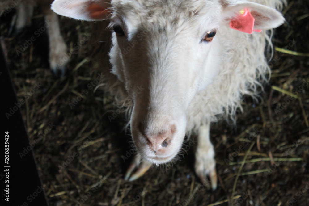 Fototapeta premium goat, animal, farm, white, sheep, grass, lamb, mammal, agriculture, young, cute, nature, field, animals, meadow, green, domestic, kid, horned, livestock, wool, pasture, farming, baby, rural
