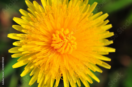 Yellow flower of dandelion