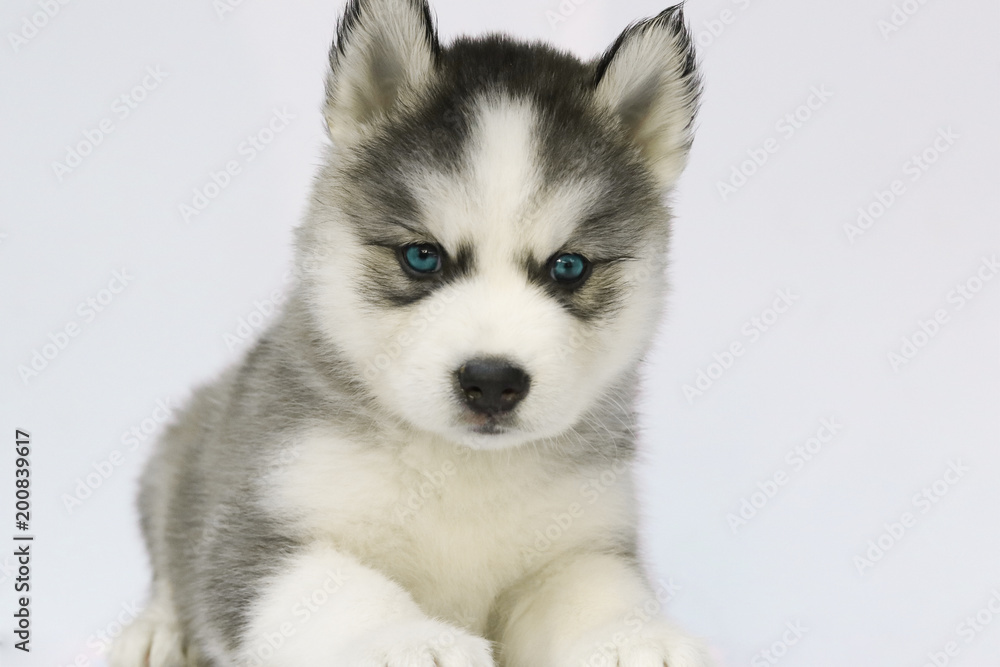 Siberian husky puppy