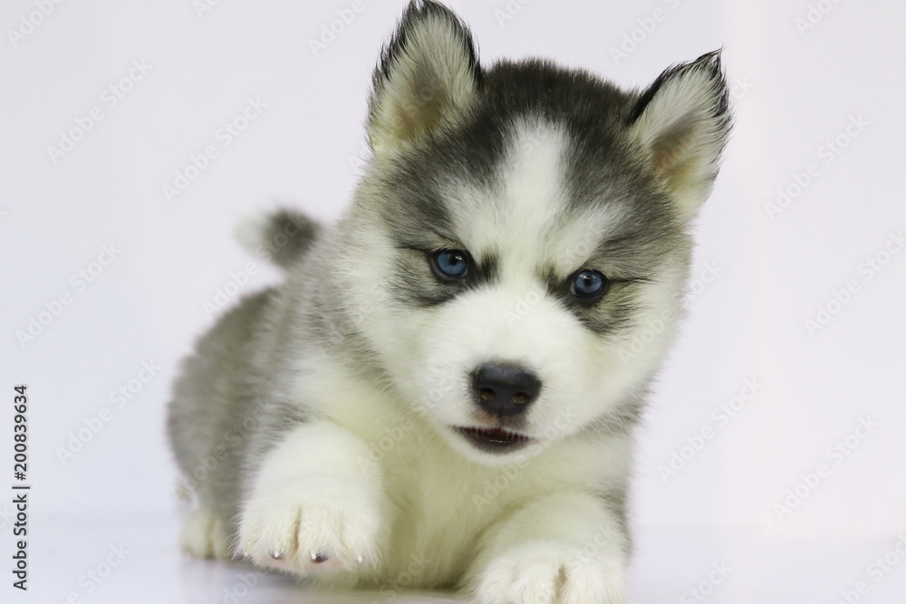 Obraz premium Siberian husky puppy