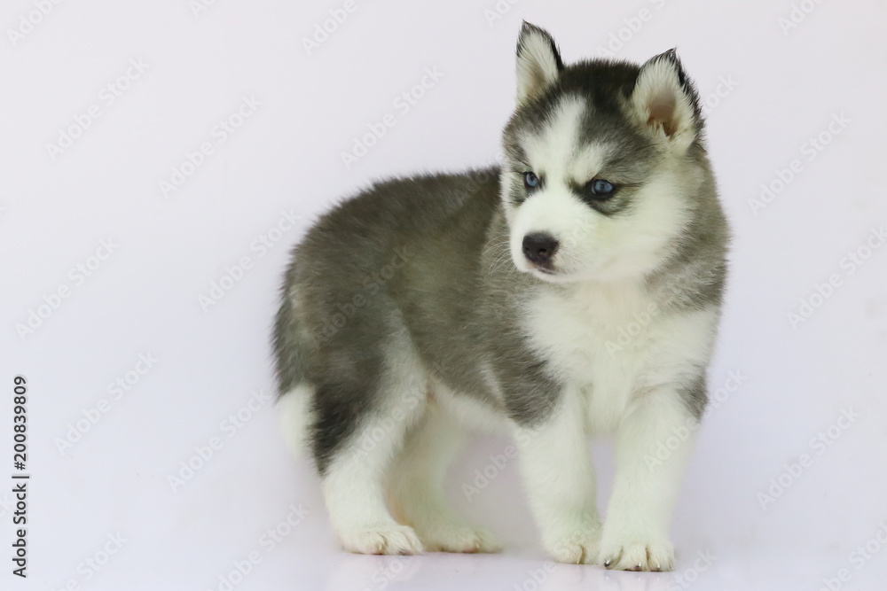 Siberian husky puppy Siberian husky puppy