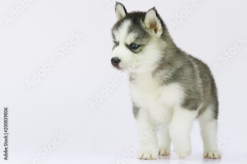 Siberian husky puppy