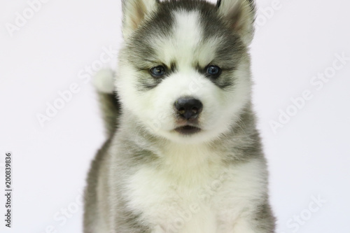 Siberian husky puppy
